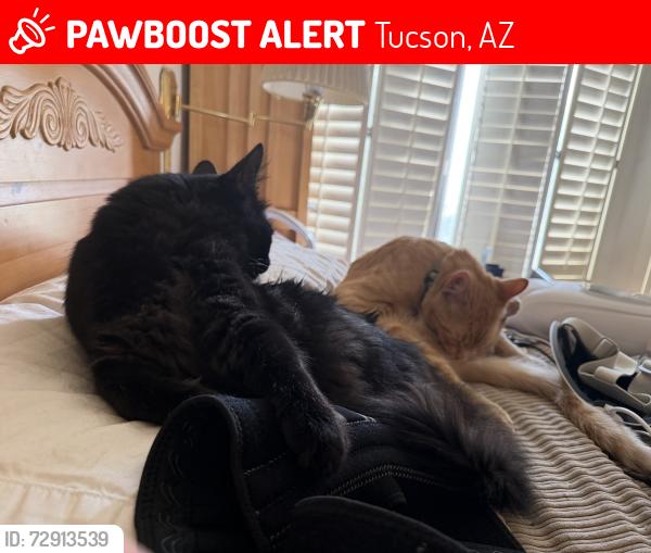 Lost Male Cat last seen Kolb and Sunrise , Tucson, AZ 85750
