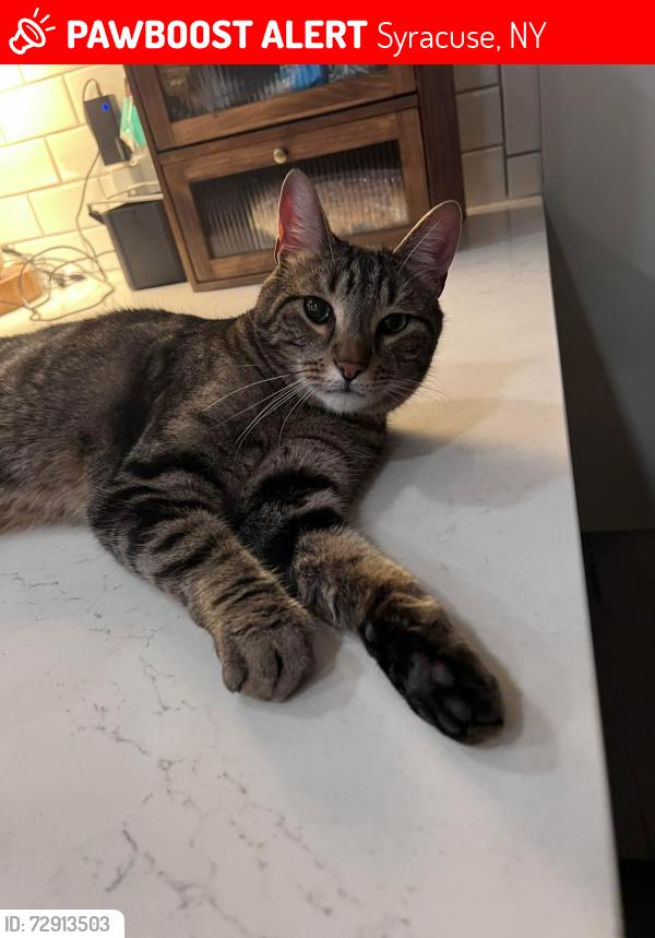 Lost Male Cat last seen State Fair Blvd near the Lakewood Pines Trail, Syracuse, NY 13204
