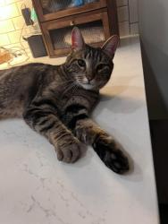 Lost Male Cat last seen State Fair Blvd near the Lakewood Pines Trail, Syracuse, NY 13204