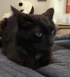 Reunited Female Cat last seen Princeton Square, Sandy Springs, GA 30328