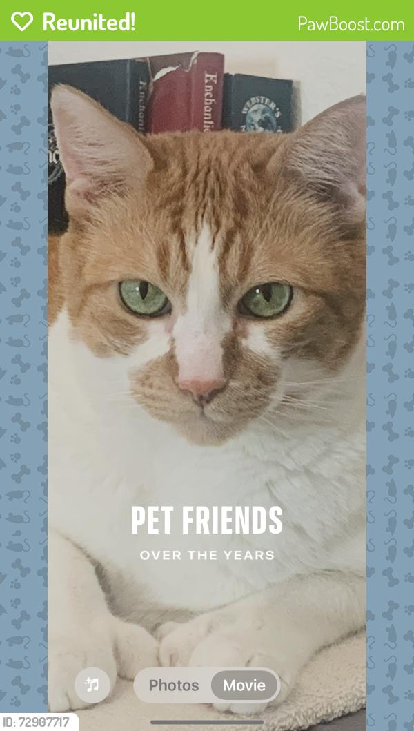 Reunited Male Cat last seen Near Broken Bell Ln, Henderson, NV 89002
