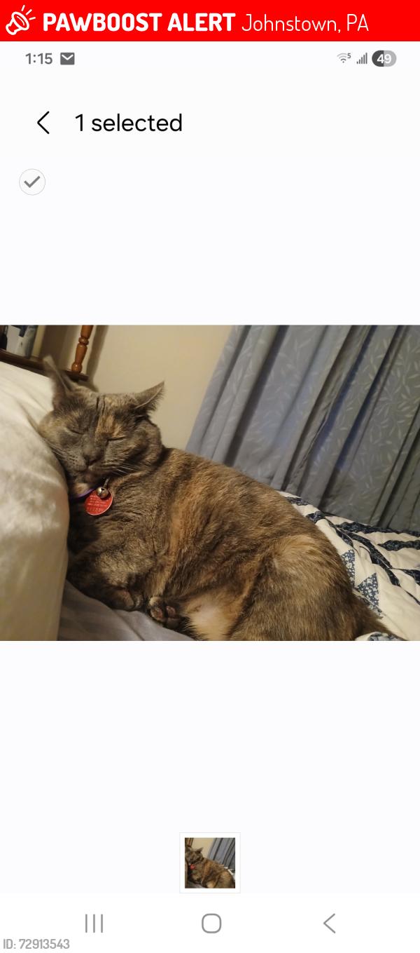 Lost Female Cat last seen Naylor Rd in Tanneryville , Johnstown, PA 15906