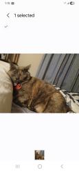 Lost Female Cat last seen Naylor Rd in Tanneryville , Johnstown, PA 15906