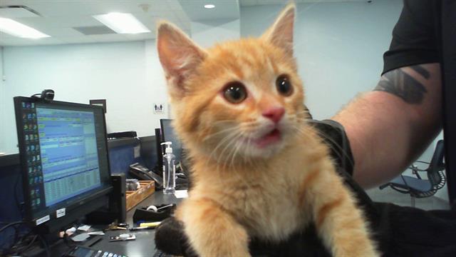 Shelter Stray Male Cat last seen CHARLOTTE, Charlotte, NC 28217