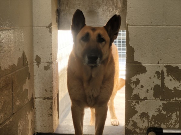 Shelter Stray Female Dog last seen , Los Angeles, CA 90031