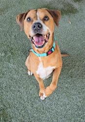 Shelter Stray Male Dog last seen Near BLOCK NW 10TH CT, Doral, FL 33122