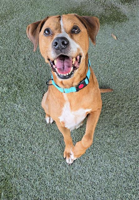 Shelter Stray Male Dog last seen Near BLOCK NW 10TH CT, Doral, FL 33122