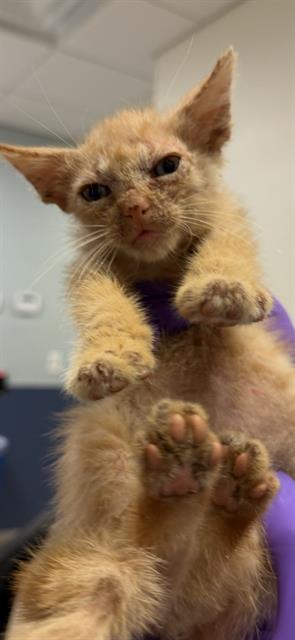 Shelter Stray Male Cat last seen Near BLOCK NW 79 AVE, Doral, FL 33122