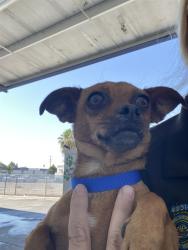 Shelter Stray Female Dog last seen Near BLOCK BEAR MOUNTAIN BLVD, BAKERSFIELD CA 93311, Bakersfield, CA 93308