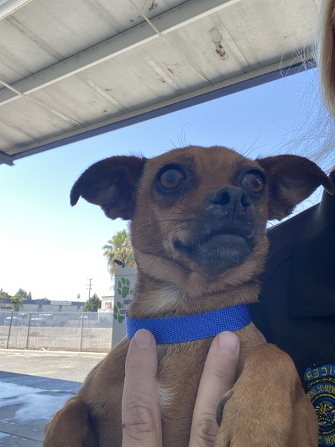 Shelter Stray Female Dog last seen Near BLOCK BEAR MOUNTAIN BLVD, BAKERSFIELD CA 93311, Bakersfield, CA 93308