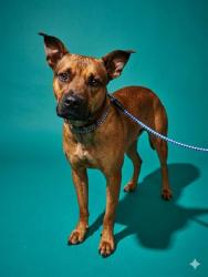 Shelter Stray Male Dog last seen Near BLOCK JAMMES RD APT 33, Jacksonville, FL 32204