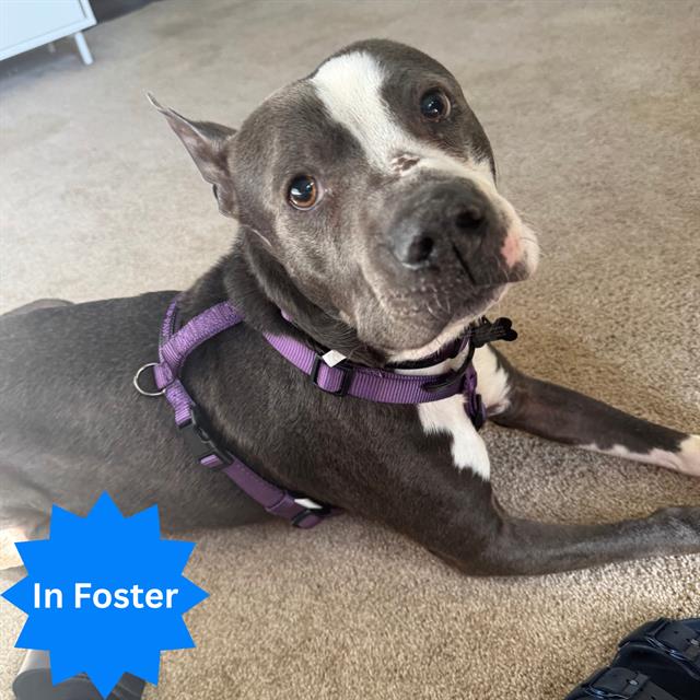 Shelter Stray Male Dog last seen Near , Indianapolis, IN 46221
