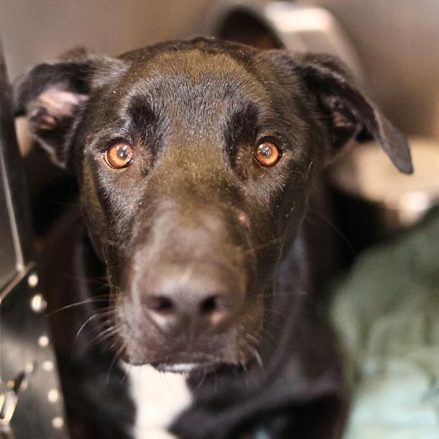 Shelter Stray Male Dog last seen SOMERSET, San Antonio, TX 78227