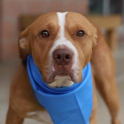 Shelter Stray Male Dog last seen Near BLOCK FARGO, San Antonio, TX 78227