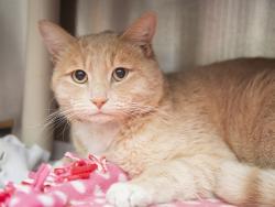 Shelter Stray Male Cat last seen LA JOLLA DR/ PRIEST DR, Phoenix, AZ 85008