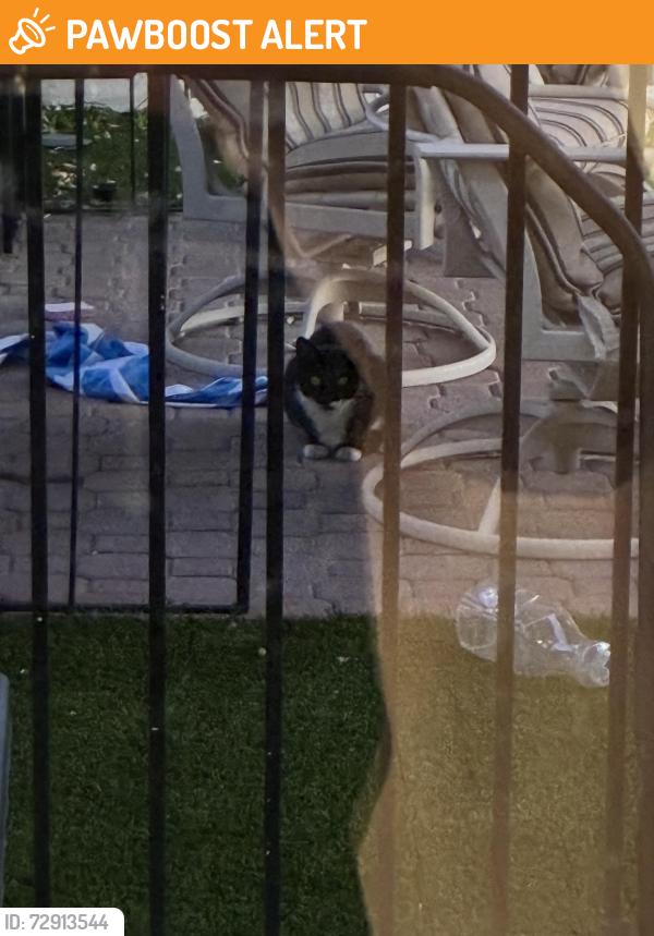 Found/Stray Unknown Cat last seen E union hills and E 12th, Maricopa County, AZ 85308
