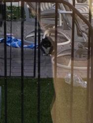 Found/Stray Unknown Cat last seen E union hills and E 12th, Maricopa County, AZ 85308