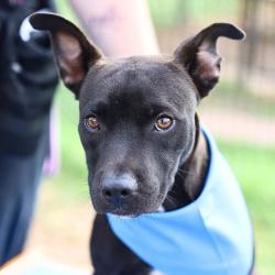 Shelter Stray Male Dog last seen BABCOCK & CALLAGHAN, 4710 TX-151, San Antonio, TX 78227, USA
