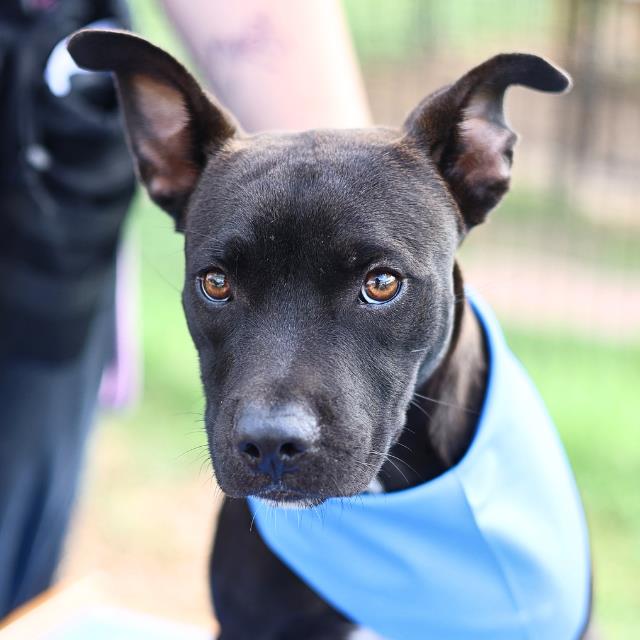 Shelter Stray Male Dog last seen BABCOCK & CALLAGHAN, 4710 TX-151, San Antonio, TX 78227, USA