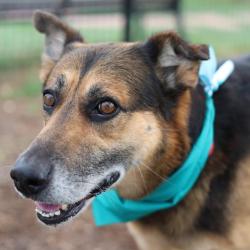 Shelter Stray Male Dog last seen CALGARY AVE., San Antonio, TX 78227