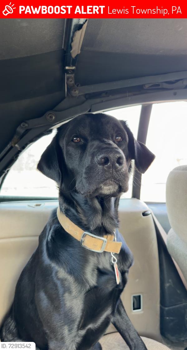 Lost Male Dog last seen Gauger rd Turbotville , Lewis Township, PA 17777