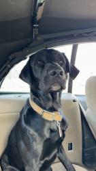 Lost Male Dog last seen Gauger rd Turbotville , Lewis Township, PA 17777