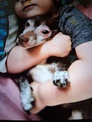 Reunited Male Dog last seen 37st . Lorain, Lorain, OH 44055
