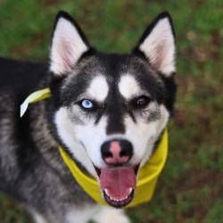 Shelter Stray Female Dog last seen EAGLE NEST, San Antonio, TX 78227