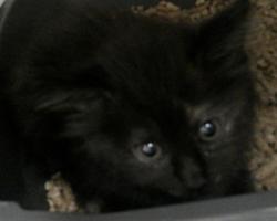 Shelter Stray Female Cat last seen Near BLOCK LITTLE WEKIVA RD, Sanford, FL 32773