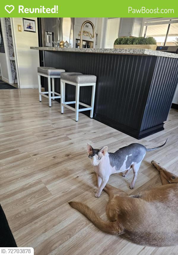 Reunited Male Cat last seen Palm Shadows mobile  park , Glendale, AZ 85301