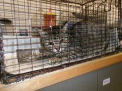 Shelter Stray Female Cat last seen , Los Angeles, CA 91405