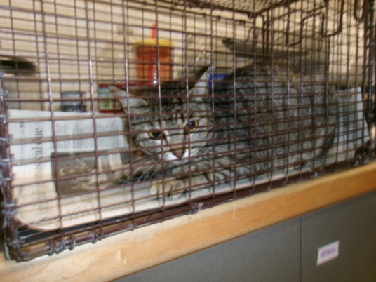 Shelter Stray Female Cat last seen , Los Angeles, CA 91405