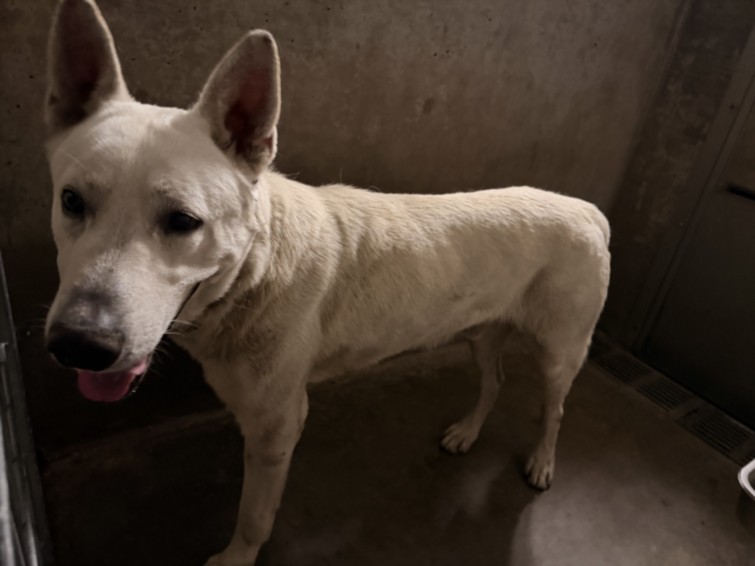 Shelter Stray Male Dog last seen , Los Angeles, CA 91405