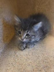 Shelter Stray Unknown Cat last seen Near BLOCK W WESTPOINT DR, WEST VALLEY CITY UT 84120, Salt Lake City, UT 84120