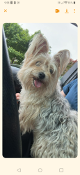 Reunited Unknown Dog last seen Grimes and hartford, Norfolk, VA 23518