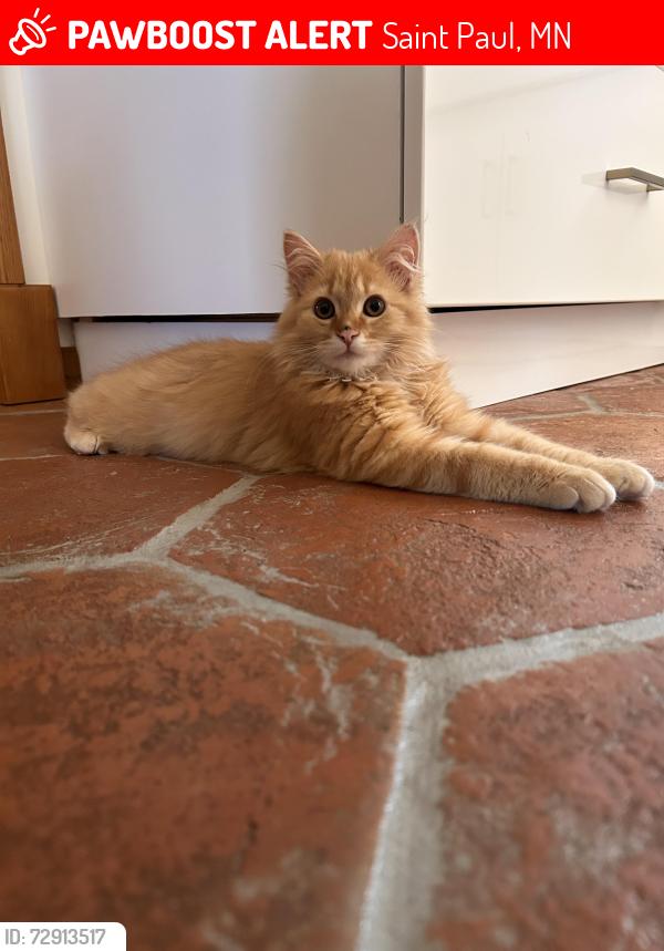 Lost Male Cat last seen Dennis Lane N. And Upper Afton, Saint Paul, MN 55119