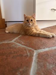 Lost Male Cat last seen Dennis Lane N. And Upper Afton, Saint Paul, MN 55119