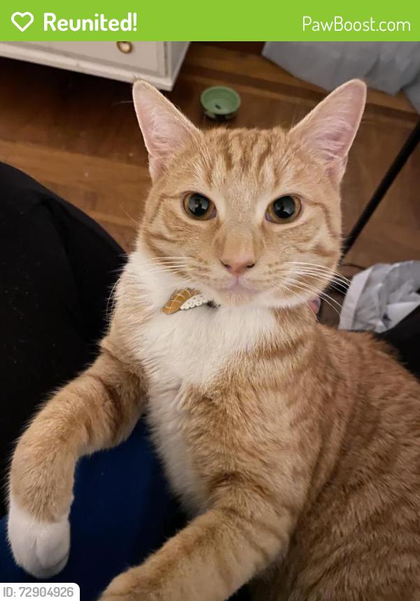 Reunited Male Cat last seen Frankford and Norris ave , Philadelphia, PA 19135