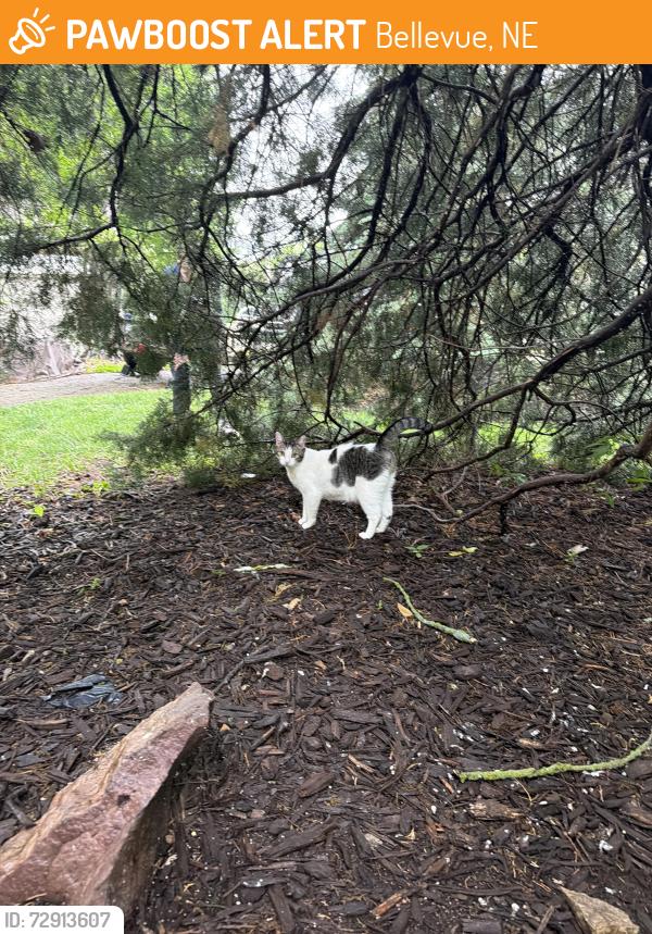 Found/Stray Unknown Cat last seen Near BBS , Bellevue, NE 68005