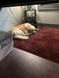 Found/Stray Female Dog last seen Enterprise Rd and Craver Rd, Davidson County, NC 27295