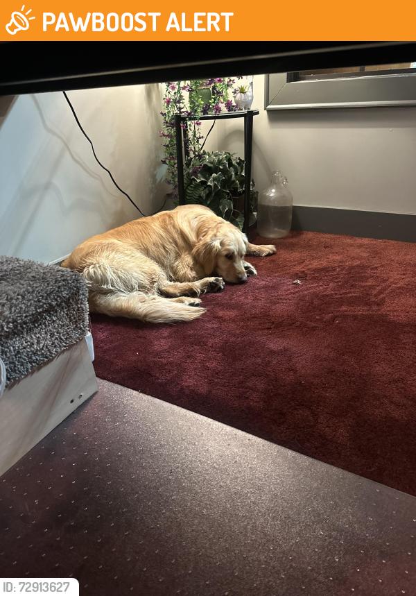 Found/Stray Female Dog last seen Enterprise Rd and Craver Rd, Davidson County, NC 27295