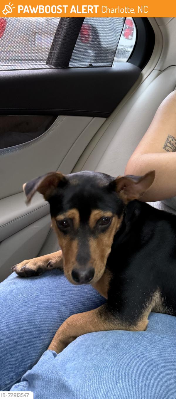 Found/Stray Female Dog last seen Queen City drive next to Ichiban restaurant , Charlotte, NC 28208