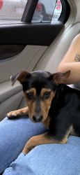 Found/Stray Female Dog last seen Queen City drive next to Ichiban restaurant , Charlotte, NC 28208