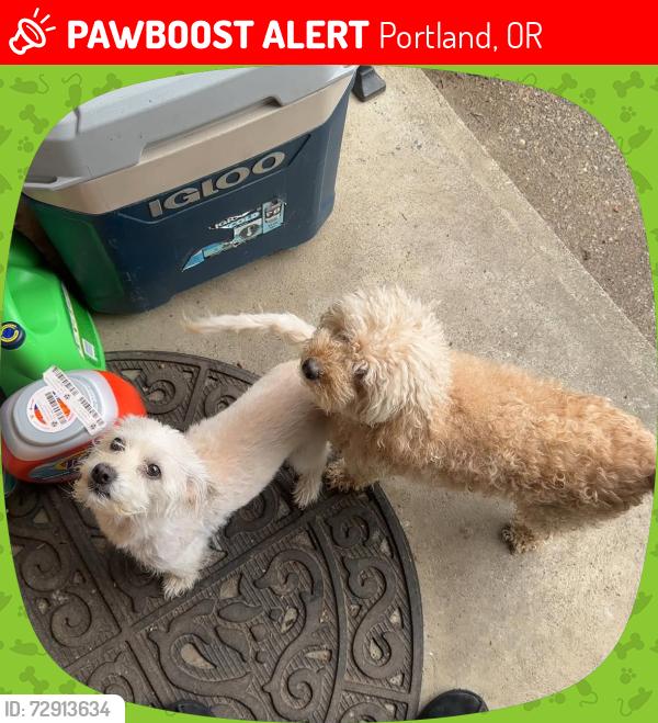 Lost Female Dog last seen Stoller middle school, Portland, OR 97229