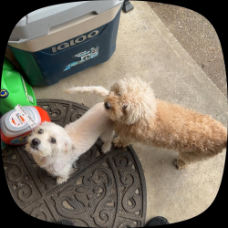 Lost Female Dog last seen Stoller middle school, Portland, OR 97229