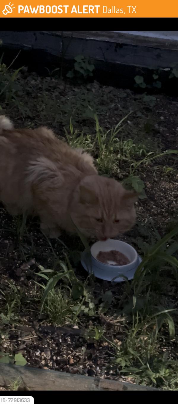 Found/Stray Unknown Cat last seen Corinth near Botham Jean  , Dallas, TX 75215