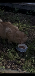 Found/Stray Unknown Cat last seen Corinth near Botham Jean  , Dallas, TX 75215