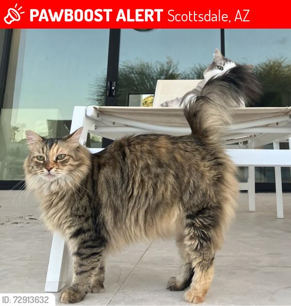Lost Female Cat last seen Thunderbird & N 62nd St, Scottsdale, AZ 85254