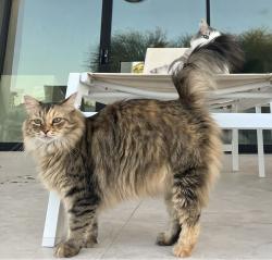 Lost Female Cat last seen Thunderbird & N 62nd St, Scottsdale, AZ 85254