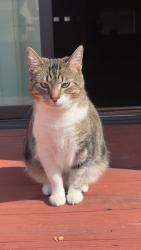 Lost Female Cat last seen Near s hanover street, Baltimore, MD 21201